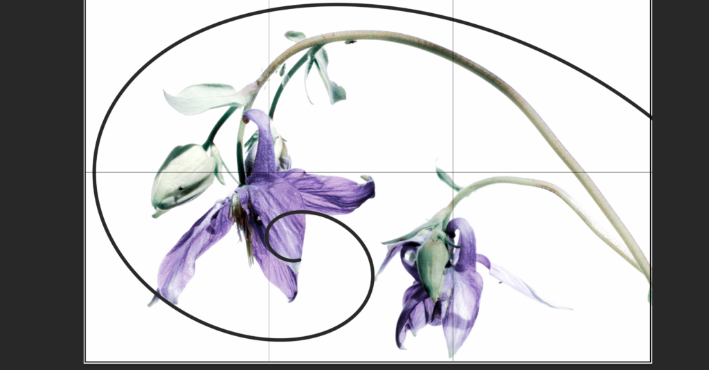 Curso online de Composición Fotográfica